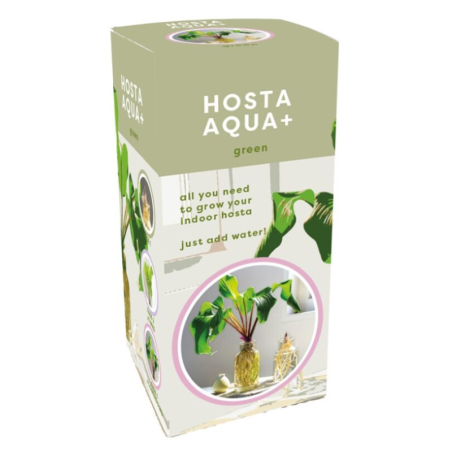 Kit tout prêt Plante Hosta Aqua verte