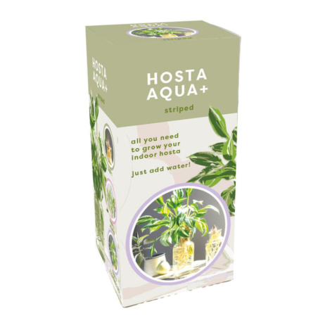 Kit tout prêt Plante Hosta Aqua Bicolore
