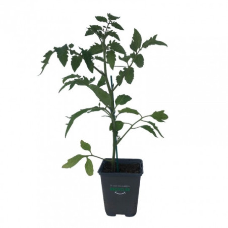 Plant Tomate tresor f1 en pot