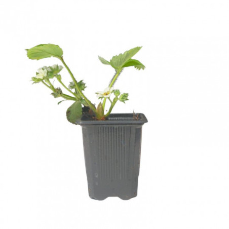 Plant fraisier mount everest pot 10.5