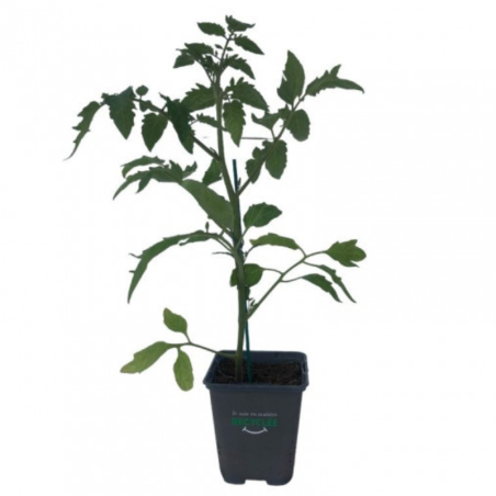 Plant Tomate mirabelle blanche en pot