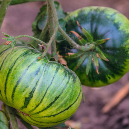 Plant Tomate green zebra en pot