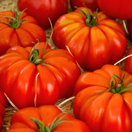 Plant Tomate supersteak f1 en pot