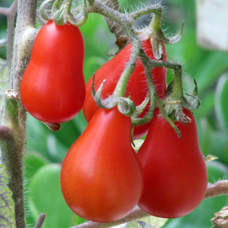 Plant Tomate olivette roma en pot