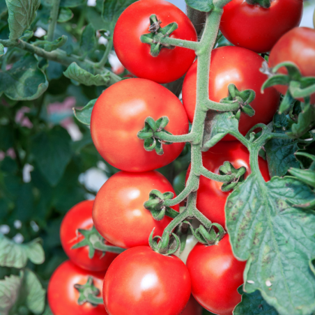 Plant Tomate rose de berne en pot
