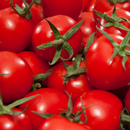 Plant Tomate fournaise f1 en pot