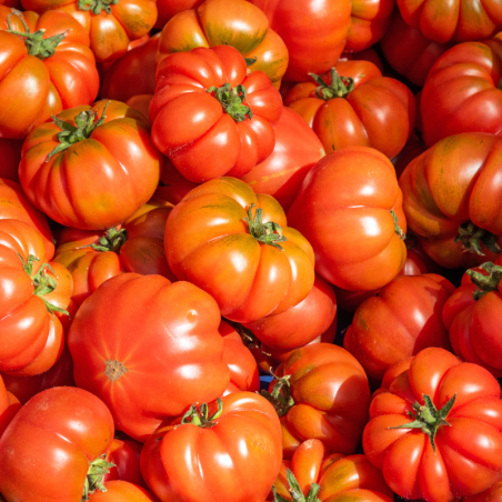 Plant Tomate costoluto genovese en pot