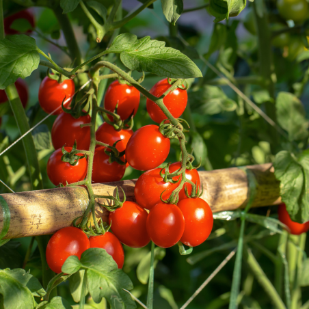 3 plants Tomate cerise gusta mini red f1 motte 7cm
