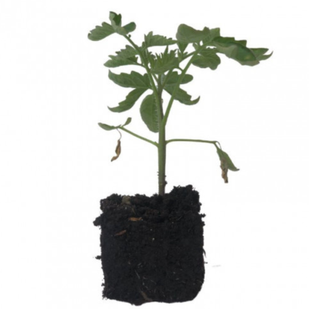 3 plants Tomate noire de crimée motte 7cm