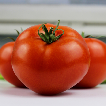 Plant Tomate fandango f1 motte 7cm