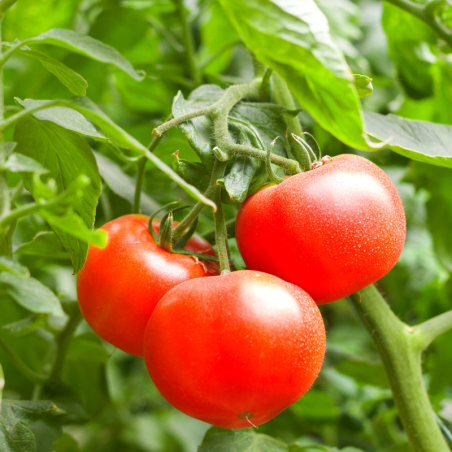 Plant Tomate tresor f1 en pot