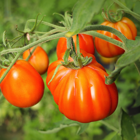 Plant Tomate russe rouge en pot