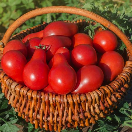Plant Tomate poire red pear en pot