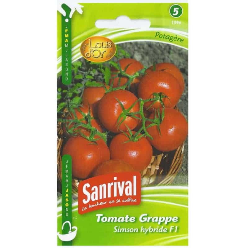 Graines de tomate en grappe 