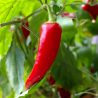 Plant Piment doux des landes motte 7cm