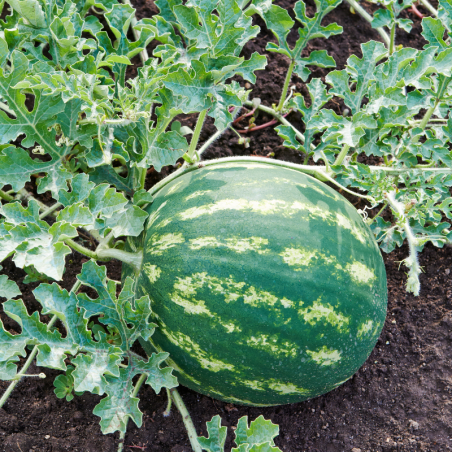 Plant Melon edgar f1 motte 7cm