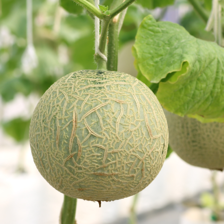 3 plants Melon cezanne f1 motte 7cm