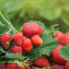 Plant Fraisier rabunda remontant motte 7cm