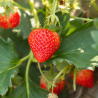 Plant Fraisier ostara remontant motte 7cm