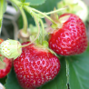 Plant Fraisier maestro remontant motte 7cm