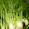 Plant Fenouil pot 1L