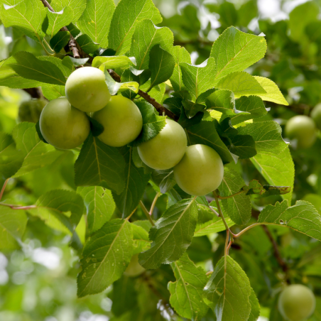 Prunus domestica Reine Claude Doullins - Prunier 120 cm en pot
