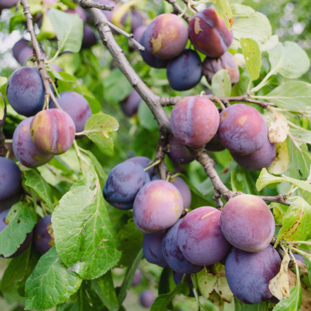 Prunus domestica Quetsche dAlsace - Prunier Racines nues
