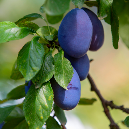 Prunus domestica - Prunier Racines nues