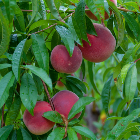 Prunus domestica Victoria - Prunier Racines nues