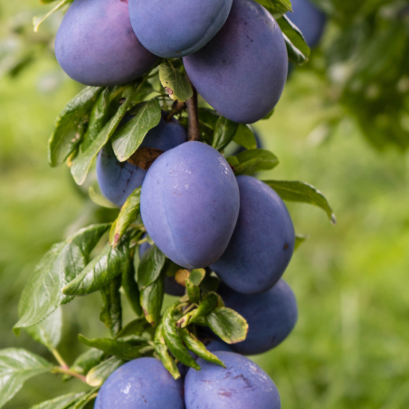 Prunus domestica Altesse Double - Prunier Racines nues