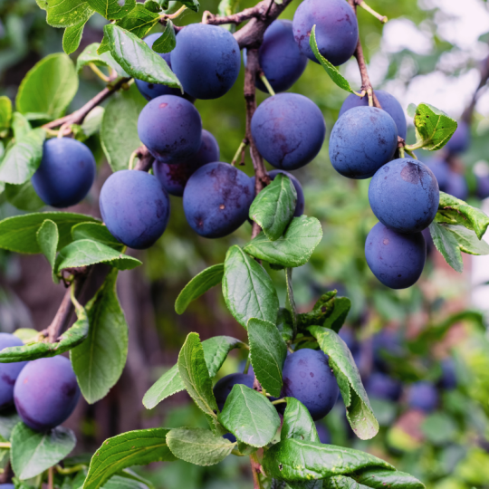Arbre Fruitier Planter Pruniers Prunus Domestica Bleue De Belgique arbre-fruitier-planter-pruniers-prunus-domestica-bleue-de-belgique