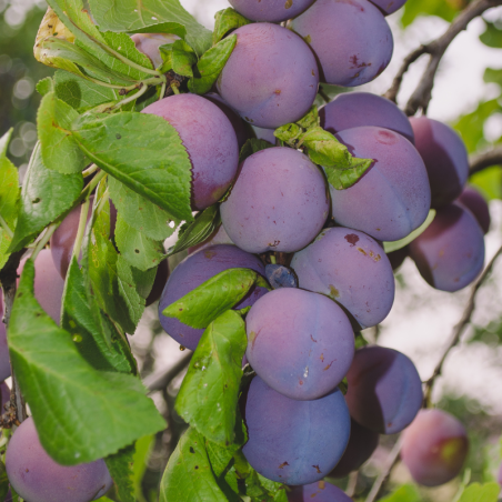 Prunus domestica Belle De Louvain - Prunier Racines nues