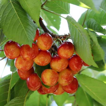 Prunus avium 'Bigarreau Napoleon' - Cerisier Racines nues