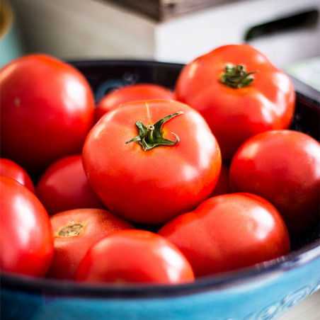 Plant Tomate Montfavet en pot