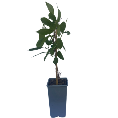 Plant Kiwi vert auto fertile Pot de 2L