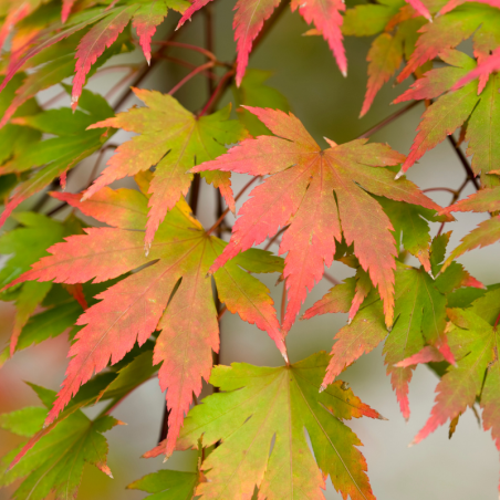 Érable du Japon Jerre Schwartz - Acer palmatum jerre schwartz