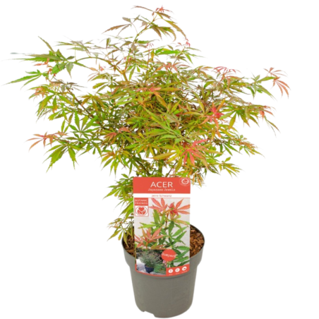 Érable du Japon Jerre Schwartz - Acer palmatum jerre schwartz