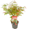 Érable du Japon Jerre Schwartz - Acer palmatum jerre schwartz