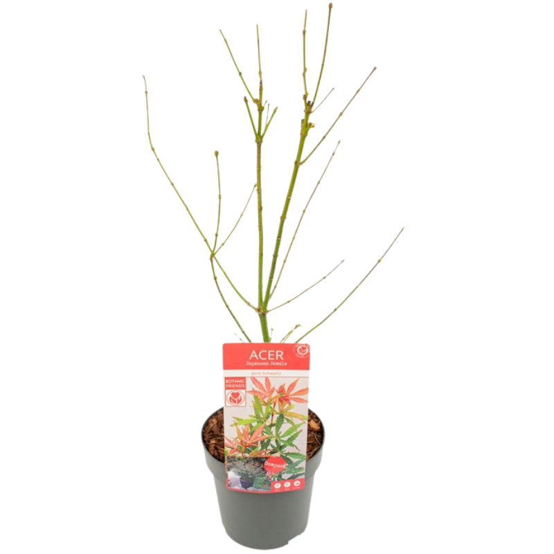 Érable du Japon Jerre Schwartz - Acer palmatum jerre schwartz
