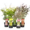 Érable palmé mélange - Acer palmatum mix