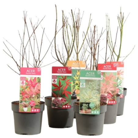 Érable palmé mélange - Acer palmatum mix