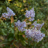 Céanothe tuxedo - Ceanothus tuxedo