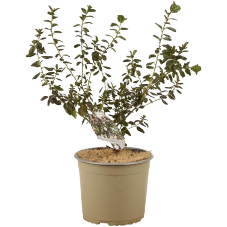 Céanothe tuxedo - Ceanothus tuxedo