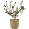 Céanothe tuxedo - Ceanothus tuxedo