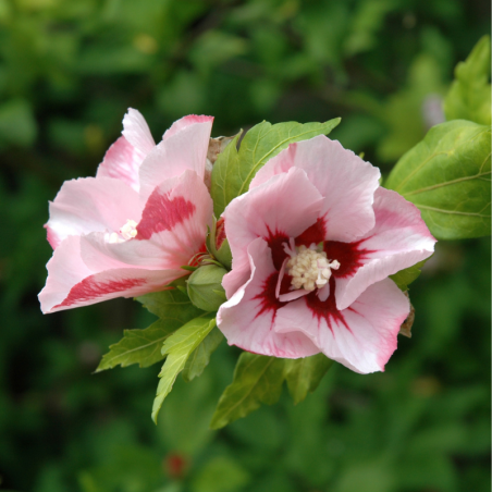 Hibiscus de Syrie Hamabo - Hibiscus syriacus hamabo