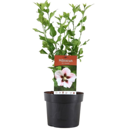 Hibiscus de Syrie Hamabo - Hibiscus syriacus hamabo