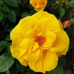Rosier jaune floribunda...