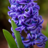 Jacinthe bleu en pot
