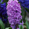 Jacinthe pourpre en pot