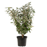 Chalef - Elaeagnus ebbingei 80cm